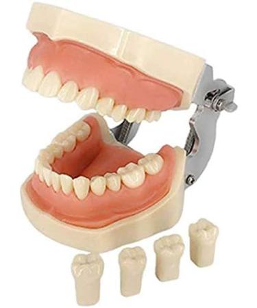 LBYLYH Dental Typodont Model - Standard with 28 Teeth & Gums for Teaching & Practice | Ideal for Dental Students - Buy Online on GoSupps.com