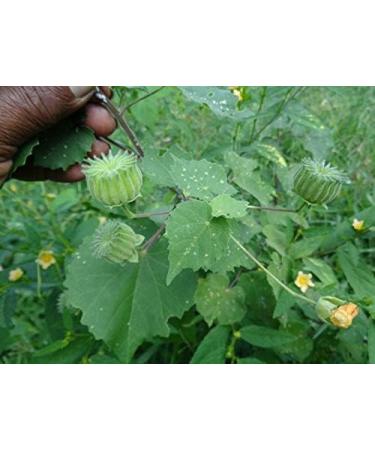 AOZA SAARA : Thuthi Powder 100g (Pack of 100g x 1) - Buy Online on GoSupps.com