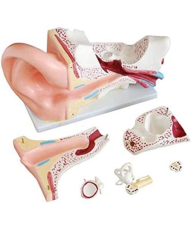 Ear Anatomical Model 4X Magnified Human Ear Model Anatomical Model of 5 Parts of The Human Ear with an External Middle and Internal Hearing Base for School Education.