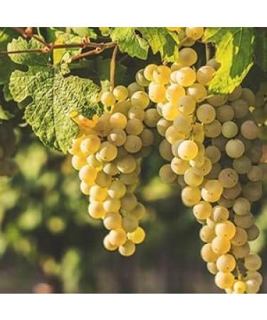  Giusti Giuseppe Giusti Sweet and Sour Ginger Vinaigrette Specialty Ginger (1 x 0.25 L) - Buy Online on GoSupps.com