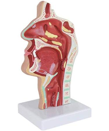 Model of Pathological Showing Nasopharynx Nasal Cavity Oral Cavity Pharynx Larynx