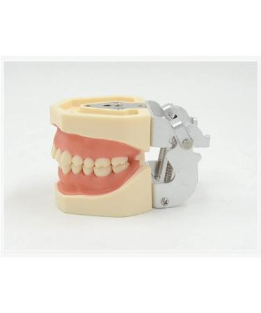 ZCbyBT Toothoral Model - 28 Screws for Fixing Teeth & Removable Gums | Ideal for Practical Operations & Demonstration Lessons - International Shipping Available - Buy Online on GoSupps.com