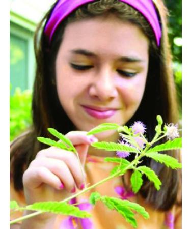 TickleMe Plant Get Well Gift Box - Grow the Magical Plant that Closes Its Leaves and Blooms Pink Cotton Candy Flowers - Sure to Brighten Their Day! - Buy Online on GoSupps.com