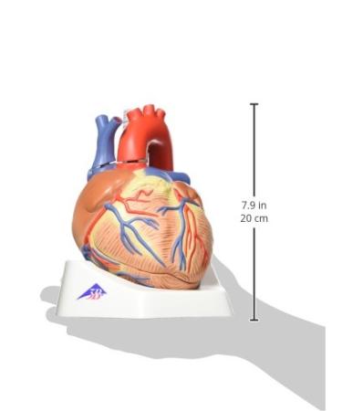 3B Scientific VD253 7 Part Heart Model 7.9-Inchx5.9-Inchx6.7-Inch - Buy Online on GoSupps.com