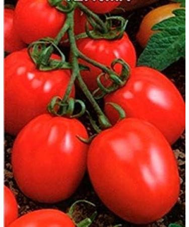 Astonish Pacchetto semi: 2g / 40 semi di pomodoro Amuleto - Buy Online on GoSupps.com