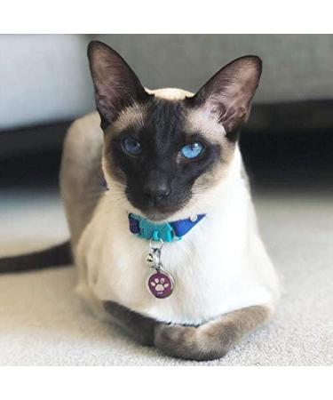 Kittyrama Cat & Kitten Neck Bands - Vogue Featured Vet Approved Hypoallergenic & Comfortable - Shop Now! - Buy Online on GoSupps.com