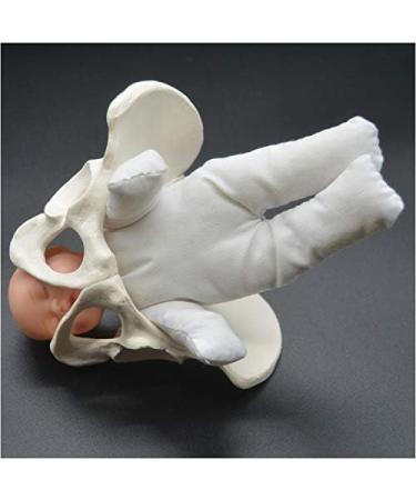 Life-Size Female Pelvic Model - Standard Birth Simulator with Baby Pool Removable Placenta & Navel Cord | Ideal for Birth Demonstrations - Buy Online on GoSupps.com