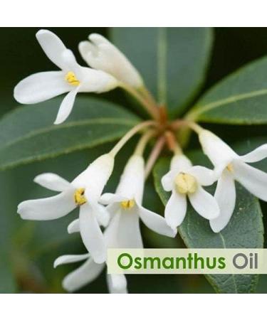 Osmanthus Oil | Pure and Natural Oil | Skincare Aromatherapy Cosmetic Grade - 15ML Osmanthus 15 ml (Pack of 1) - Buy Online on GoSupps.com