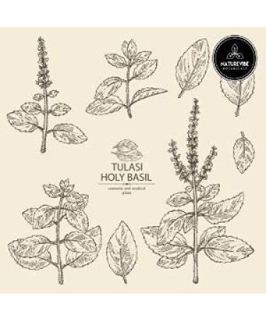 Organic Holy Basil Powder (Tulsi) - 5lbs (80oz) | Naturevibe Botanicals - Buy Online on GoSupps.com