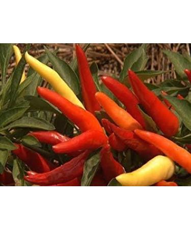 Potseed Ornamental Seeds Capsicum Ornamentale Chilli Hybrid Seed Sachet 9 Packets Garden Plant Seeds by - Buy Online on GoSupps.com