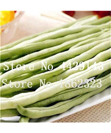 Fresco dei 50 pc Bean semi di Verdure per piantare grren leggeri