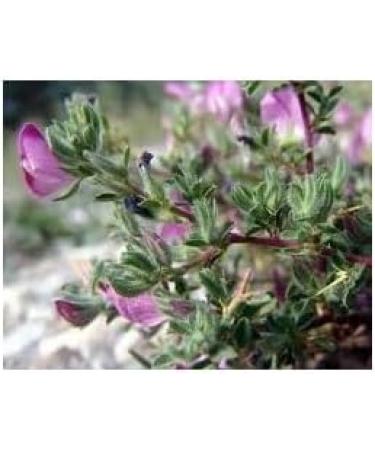 Herboristeria du Valmont Organic Bugrane herbal tea sliced root 250 grams - Buy Online on GoSupps.com