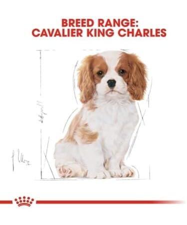 Royal Canin Cavalier King Charles Puppy Food 1.5kg - Buy Online on GoSupps.com
