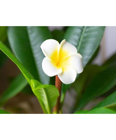 LErbolario Frangipani Bath Gel for Women - 10.1 oz - Luxurious Shower Gel for a Refreshing Cleanse | International Shipping Available - Buy Online on GoSupps.com