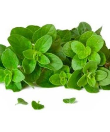 Immunity Support Supplement - Oregano Oil (Wild Mediterranean) Extract 1500 - Mediterranean Oregano Oil Capsules Oregano Oil Capsules Wild Oregano Oil Capsules Oregano Capsules - 3B 180 Capsules - Buy Online on GoSupps.com