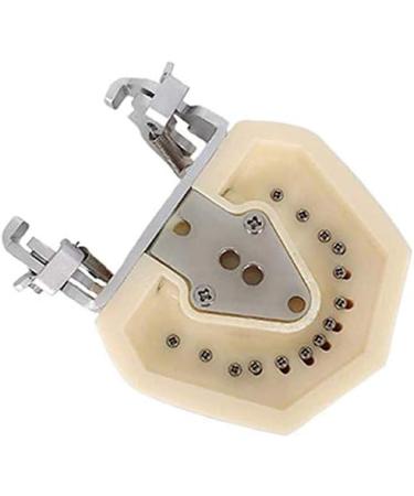 LBYLYH Dental Typodont Model - Standard with 28 Teeth & Gums for Teaching & Practice | Ideal for Dental Students - Buy Online on GoSupps.com