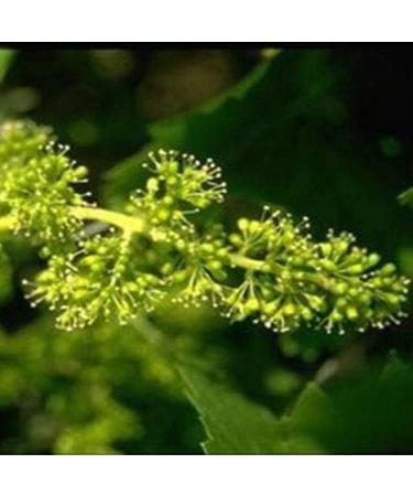  Just's Vine No. 32 Just's Original English Organic Bach Flower Remedy Star Dolden Milk for humans and animals - Buy Online on GoSupps.com