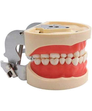 LBYLYH Teeth Model for Dental Education | Adult Dental Demonstration System for Healthy Gums & Periodontal Care | International Shipping Available - Buy Online on GoSupps.com