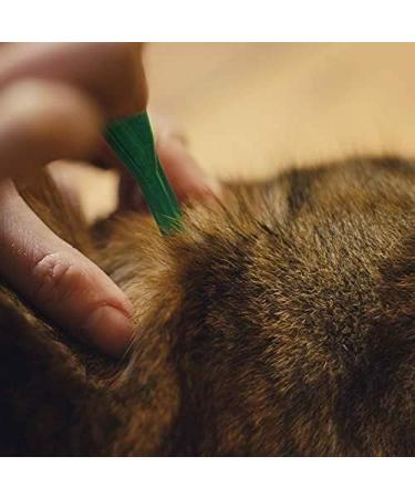 FRONTLINE Plus for Cats & Ferrets - 1 Pipette Flea & Tick Treatment (8 Weeks+) | Cat & Ferret Flea Treatment - Buy Online on GoSupps.com