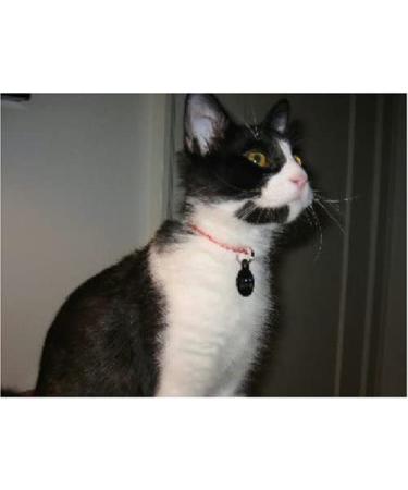 National Leash Mango Orange Adjustable Breakaway Cat Safety Collar - Buy Online on GoSupps.com