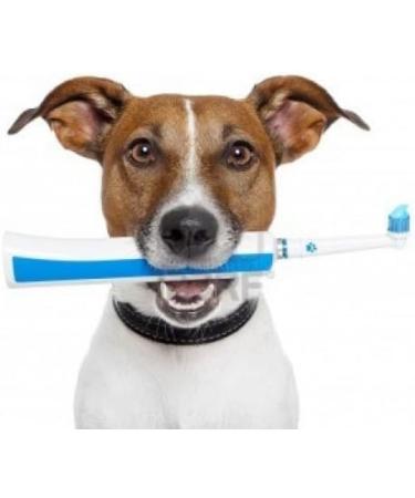 Stangest Dentican Enzymatic Toothpaste 100 ml - Buy Online on GoSupps.com