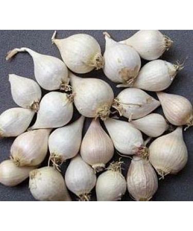 SENTOZA Oru Pal Poondu Malai Poondu Enkele Teentje Knoflook 100gm