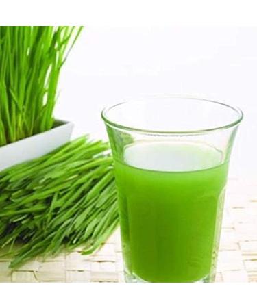 Rise Arugampul Powder Bermuda Grass Bahama Grass Indian Doab Doob Grass powder Useful for weight loss 100g (Pack of 1 X 100g) - Buy Online on GoSupps.com