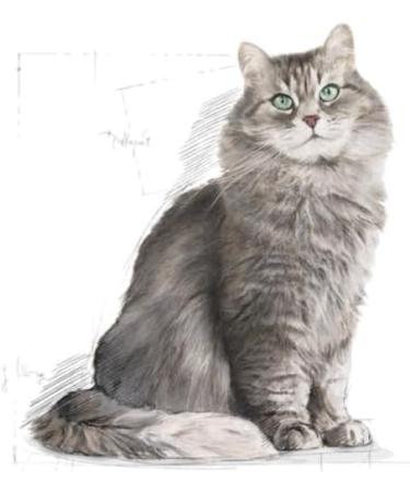 Royal Canin Sensible Complete Adult Dry Cat Food 4 x 400g - Buy Online on GoSupps.com