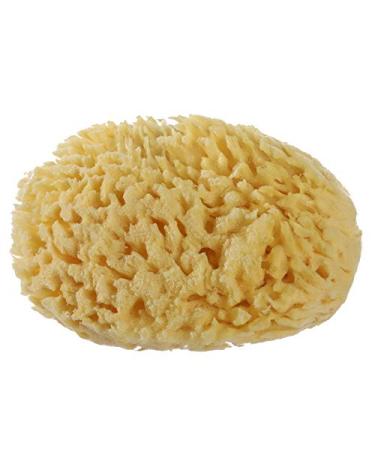 Natural Sea Sponges for Bathing Greek Mediterranean Large Honeycomb Sponge Bath Tools Yellow 5 Inches Plus
