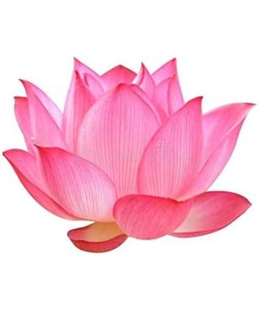 NENA Lotus Flower Powder 100g | Nelumbo Nucifera Powder for Face Skin and Hair - Buy Online on GoSupps.com