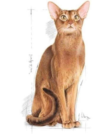 Royal Canin Protein Exigent Adult Dry Cat Food 400g - Buy Online on GoSupps.com