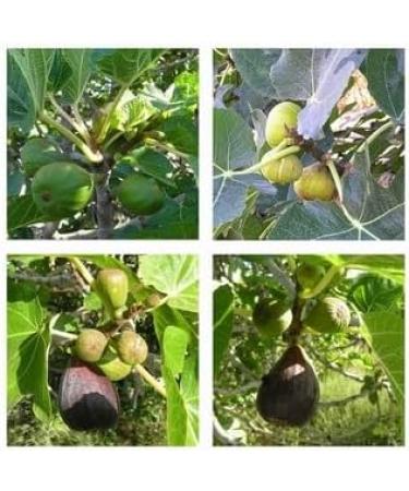 Premium Fig Balsamic Vinegar 250ml - Rich and Flavorful Infused Condiment - Buy Online on GoSupps.com