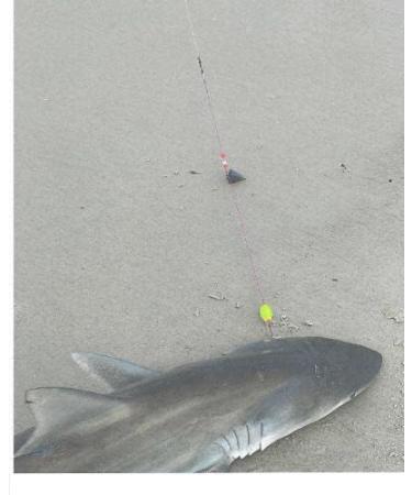 PremierAirCovers - Steel 100# Test Surf Fishing Tackle Rig for Saltwater - Buy Online on GoSupps.com