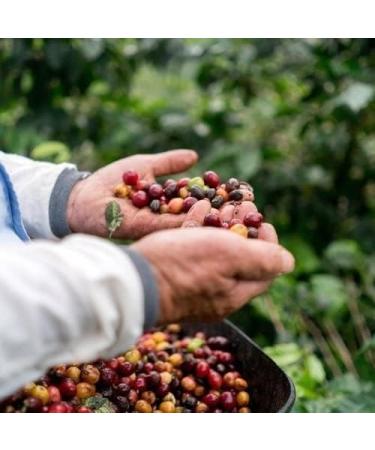 1Kg Bag Green Coffee Beans Rich in Taste Perfect Aroma| A Gift For Loved Ones For Home Roasting| Sidamo Coffee Beans From Ethiopia| - Buy Online on GoSupps.com