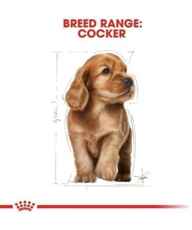 Royal Canin Cocker Puppy Food 3kg - Buy Online on GoSupps.com
