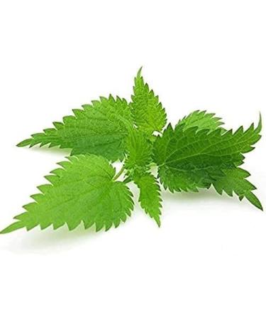 Nettle Leaf - Urtica dioica Loose Leaf 100% from Nature (4 oz) 4 Ounce (Pack of 1) - Buy Online on GoSupps.com