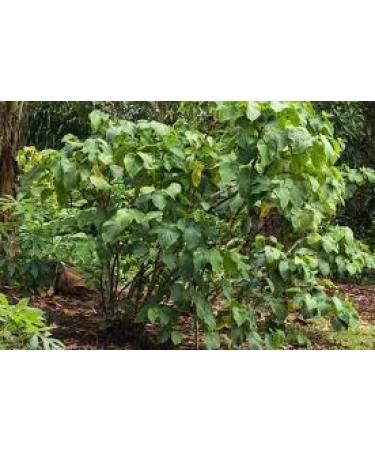 Micronized Instant Kava Powder-Fijian Kava (16 oz) 16 Ounce (Pack of 1) - Buy Online on GoSupps.com