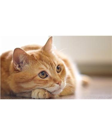 Cat Urinary Tract Care - Natural Cranberry Chews for Urinary Support - 90 Chewable Tablets - Best Formula for Cats - Buy Online on GoSupps.com