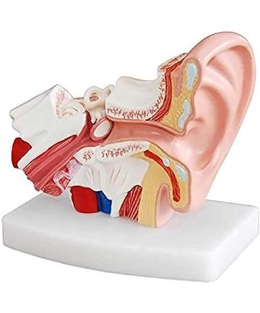Human Ear Model - 1.5 Times The Human Ear Size Model Anatomy Organ Medical Tool - Buy Online on GoSupps.com