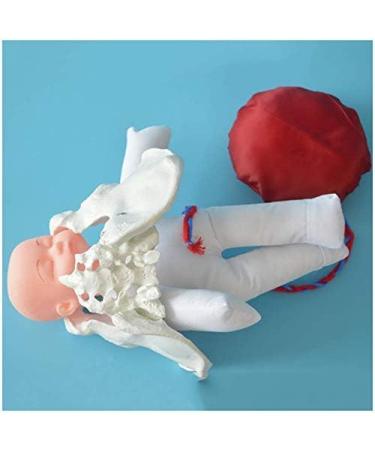 Slrmkk Female Pelvic Model for Birth Screening - Realistic Baby Pool & Removable Placenta Cord - Ideal Educational Tool for Anatomical Studies - Buy Online on GoSupps.com