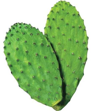 Maxx Herb Organic Nopal Cactus Powder - Digestion & Immune Support - High Fiber & Calcium - Vegan, Non-GMO, Gluten Free - 12 oz Bag - Buy Online on GoSupps.com