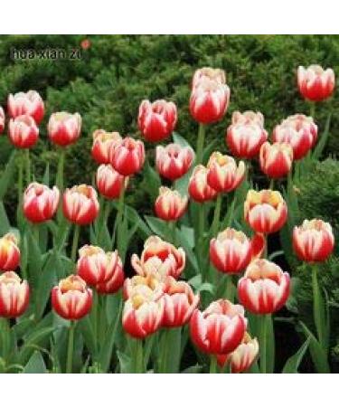 Big Sale New Arrival 12 Color 200 Mix Odorous Tulip Seeds Perennial Flower Seeds for Garden in