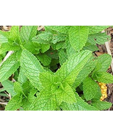 Germinazione I Semi: 15K Semi o 1 grammo: Peppermint Semi di Zellajake Molti Formati liberano la Nave Bulk Mint Facile Crescere 321C Tea