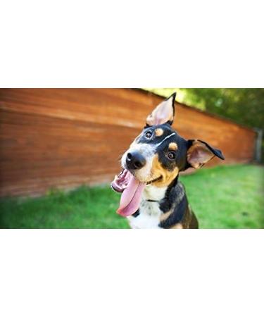 Dog Skin Allergy Supplement - Omega 3 - Advanced Complex - Health & Wellness - for Dogs - Dog Omega 3 Chews - 2 Bottle (360 Softgels) - Buy Online on GoSupps.com