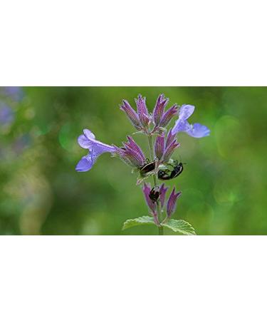 Buy Catnip Loose Herbal Tea (Nepeta Cataria) 50g - Premium Quality for Cats - International Shipping - Buy Online on GoSupps.com