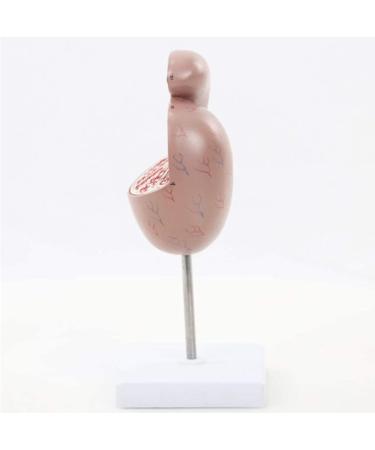SGSHQ Quoto Modell: Expert Urology & Andrology Reproductive Health Training Model for Sperm & Semen - Enhance Medical Education - Buy Online on GoSupps.com