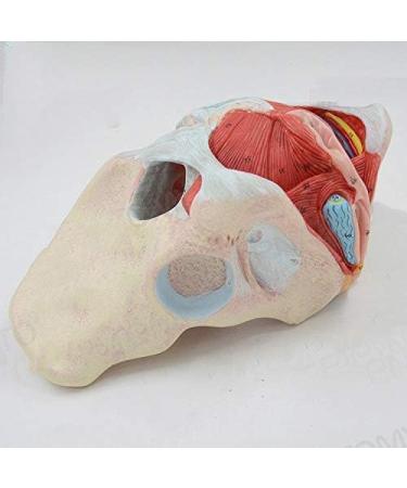 Basin Muscular Template - Woman Pelvic Floor Muscle Nerve Perineal Ligament Model - Anatomical Medical Basin with Pelvian Floor Muscles and Model - Buy Online on GoSupps.com