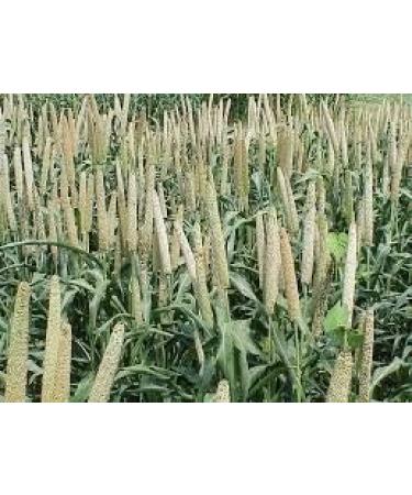 BSD Organics HealthY Pearl Millet/Kambu - 500 g - Buy Online on GoSupps.com