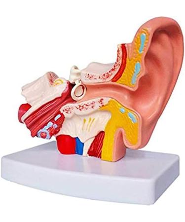 Human Ear Model - 1.5 Times The Human Ear Size Model Anatomy Organ Medical Tool - Buy Online on GoSupps.com