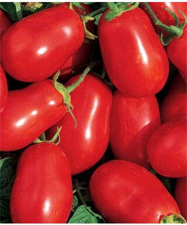 Speckled Semi Romana pomodoro Non OGM Per la Salsa e Fresco (20)